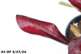 Echinodorus AFlame_Sword_Aquarium Plant for sale