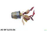 Echinodorus AFlame_Sword_Aquarium Plant for sale