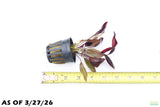 Echinodorus AFlame_Sword_Aquarium Plant for sale