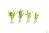 Echinodorus Angustifolius_Sword_Aquarium Plant For Sale