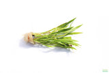 Echinodorus Angustifolius_Sword_Aquarium Plant For Sale