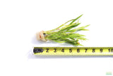 Echinodorus Angustifolius_Sword_Aquarium Plant For Sale