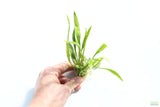 Echinodorus Angustifolius_Sword_Aquarium Plant For Sale