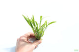 Echinodorus Angustifolius_Sword_Aquarium Plant For Sale