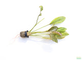 Echinodorus Atlandsberg_Sword_Aquarium Plant For Sale