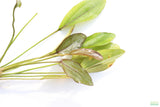 Echinodorus Atlandsberg_Sword_Aquarium Plant For Sale