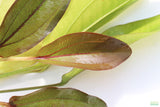 Echinodorus Atlandsberg_Sword_Aquarium Plant For Sale