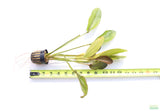 Echinodorus Atlandsberg_Sword_Aquarium Plant For Sale
