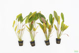 Echinodorus Fantastic Color_Sword_Aquarium Plant For Sale