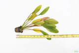 Echinodorus Fantastic Color_Sword_Aquarium Plant For Sale