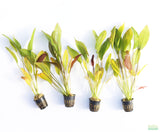 Echinodorus Fantastic Color_Sword_Aquarium plant for sale