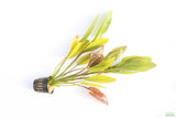 Echinodorus Fantastic Color_Sword_Aquarium plant for sale