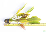 Echinodorus Fantastic Color_Sword_Aquarium plant for sale