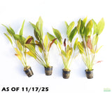 Echinodorus Fantastic Color_Sword_Aquarium plant for sale