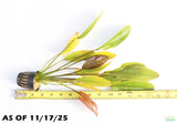 Echinodorus Fantastic Color_Sword_Aquarium plant for sale