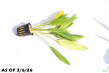 Echinodorus Fantastic Color_Sword_Aquarium Plant For Sale