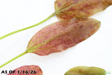 Echinodorus Harbich_Sword_Aquarium Plant For Sale
