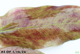 Echinodorus Harbich_Sword_Aquarium Plant For Sale