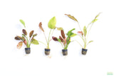 Echinodorus Harbich Sword_Aquarium plant for sale
