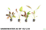 Echinodorus Harbich Sword_Aquarium plant for sale