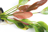 Echinodorus Harbich Sword_Aquarium plant for sale