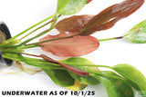 Echinodorus Harbich Sword_Aquarium plant for sale