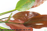 Echinodorus Harbich Sword_Aquarium plant for sale