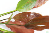 Echinodorus Harbich Sword_Aquarium plant for sale