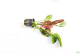 Echinodorus Harbich Sword_Aquarium plant for sale