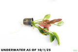 Echinodorus Harbich Sword_Aquarium plant for sale