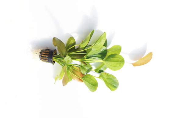 Echinodorus Harbich Sword_Aquarium plant for sale