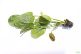 Echinodorus Harbich Sword_Aquarium plant for sale