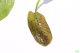 Echinodorus Harbich Sword_Aquarium plant for sale