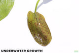 Echinodorus Harbich Sword_Aquarium plant for sale