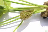 Echinodorus Harbich Sword_Aquarium plant for sale