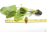 Echinodorus Harbich Sword_Aquarium plant for sale