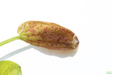 Echinodorus Harbich Sword_Aquarium plant for sale