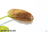 Echinodorus Harbich Sword_Aquarium plant for sale