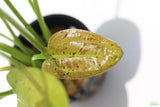 Echinodorus Harbich Sword_Aquarium plant for sale