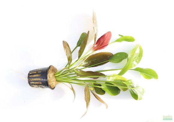 Echinodorus Harbich_Sword_Aquarium Plant For Sale