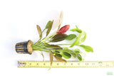 Echinodorus Harbich_Sword_Aquarium Plant For Sale