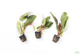 Echinodorus Indian Summer Sword_Aquarium Plant For Sale