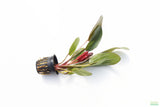 Echinodorus Indian Summer Sword_Aquarium Plant For Sale