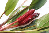 Echinodorus Indian Summer Sword_Aquarium Plant For Sale