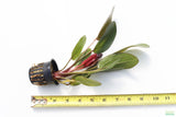 Echinodorus Indian Summer Sword_Aquarium Plant For Sale