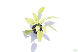 Echinodorus 'Marble Queen' Sword Variation_Aquarium Plant For Sale