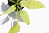 Echinodorus 'Marble Queen' Sword Variation_Aquarium Plant For Sale