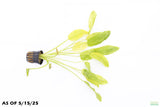 Echinodorus Marble Queen Sword_Aquarium Plant For Sale