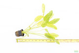 Echinodorus 'Marble Queen' Sword Variation