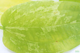 Echinodorus 'Marble Queen' Sword Variation